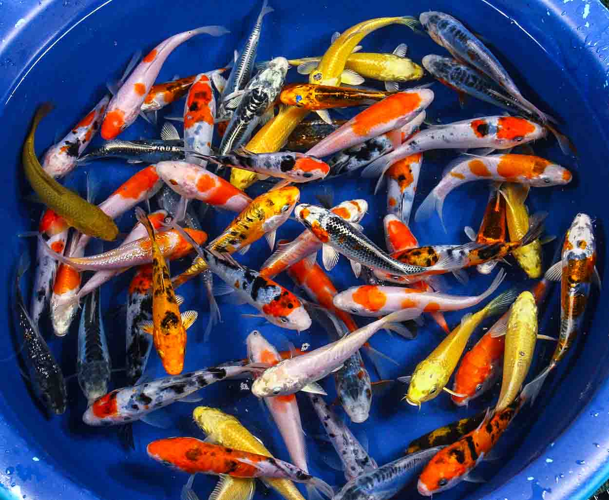 assorted koi